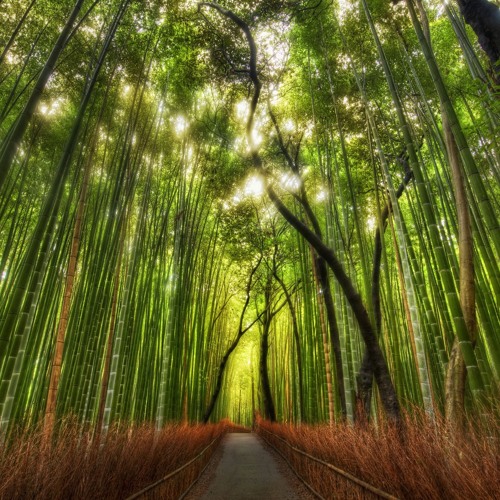 See the forest for the trees