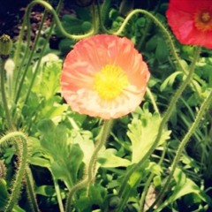 ひざし 2012-05-14  [iPhoneで制作]