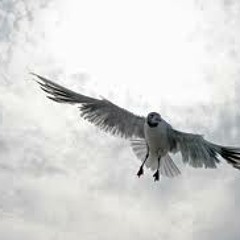 ImperiaBeats - Der Wind trägt