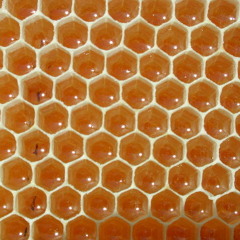 Creative Swing Alliance - Music, Honey (FACES 1218)