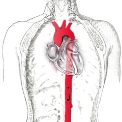 Ascending Aorta