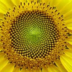 Sunflower Seeds [STBB 271] (Pr_ck & StR©K Collaborative)