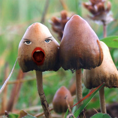 Todellisuus on Psilocybiinin puutteesta johtuva illuusio