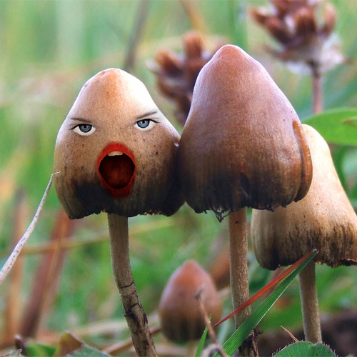 Todellisuus on Psilocybiinin puutteesta johtuva illuusio