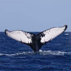 Humpback Whale Song 2012, © Conscious Breath Adventures