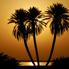 Finding Oasis