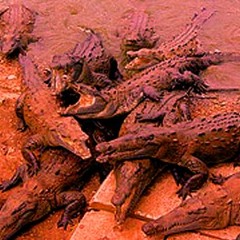 Cellar of Perfection (2012)