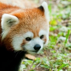 Etnia - Prometheus (MSZ's Converged remix)