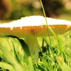 Infected Mushroom Old School Mix