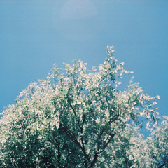 Someday my forest will come