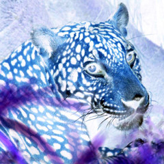 Sheena Easton - Strut (Jaguar Knight edit)