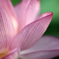 LOTUS Quade LIQUID STRANGER Lotus Remix Free Download Wav