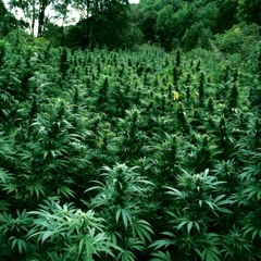 DANAKIL CUMBIA (le champs le rosas)