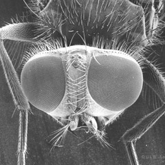 INK Acid loop return (tribe old school 2012)