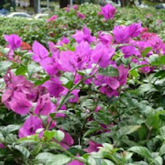 စကၠဴပန္းအခ်စ္ - စိုင္းဆိုင္ေမာစ့္
