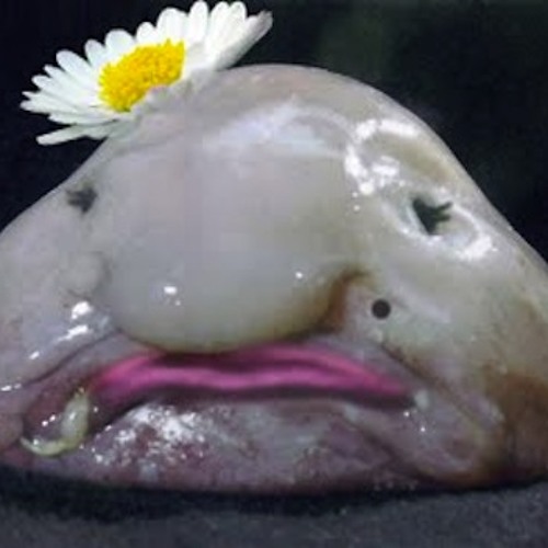 Sexy Blobfish