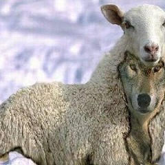 PHENOMDEM - Wölf Im Schafpelz