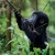 Artwork for Baby Gorilla