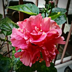 ព្រែកឯងអស់សង្ឃឹម- ស៊ិនស៊ីសាមុត