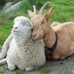 Sheep From Goat (out now on Dykpie Recordings 12")