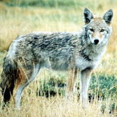 Coyote