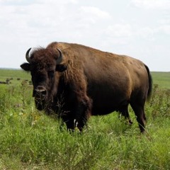 Buffalo