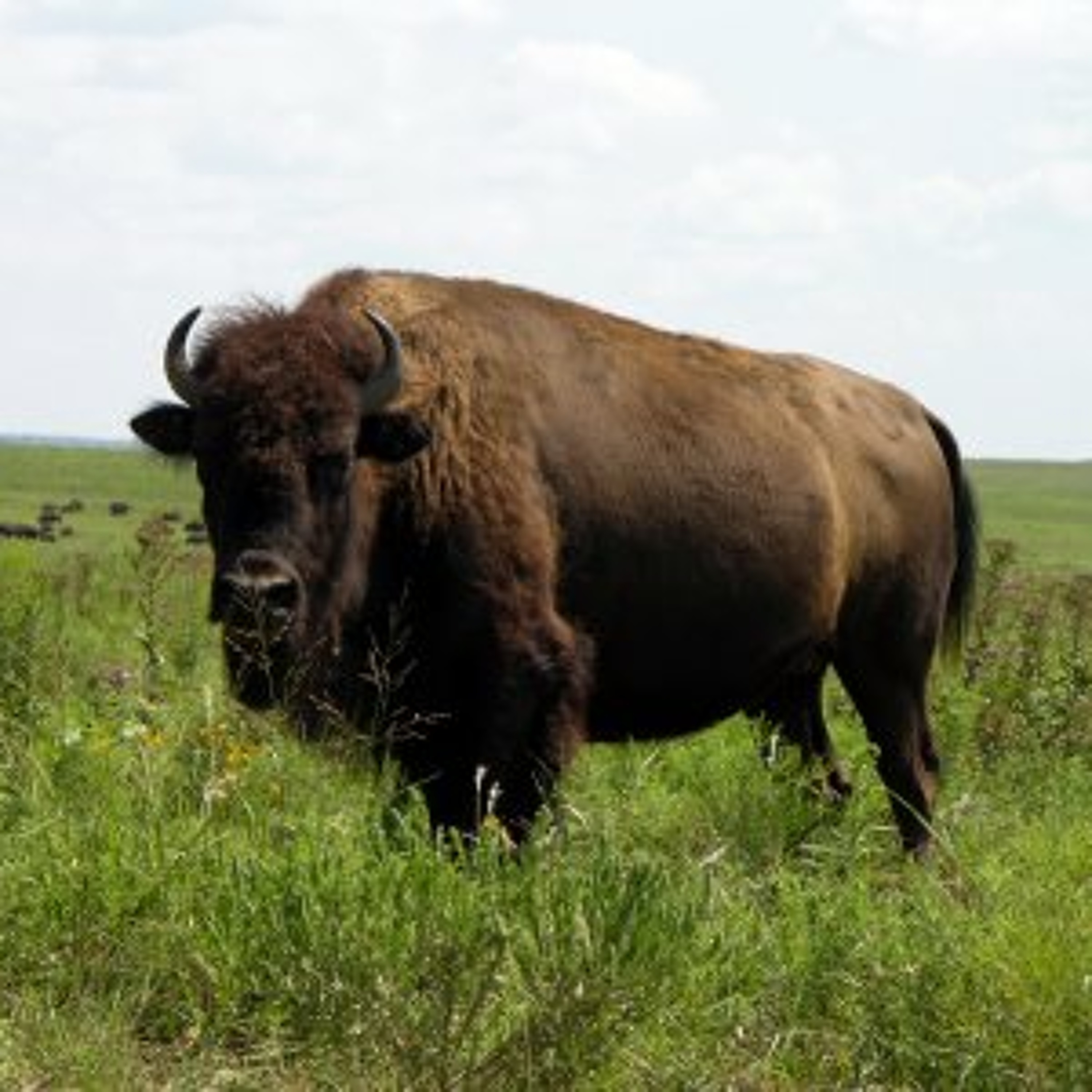Buffalo episode artwork