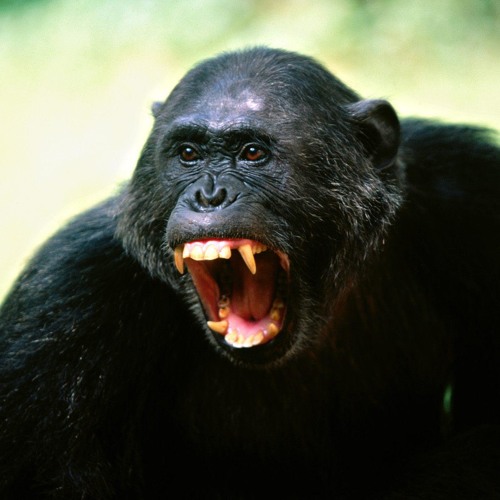 Primal Scream - Loaded - Remix