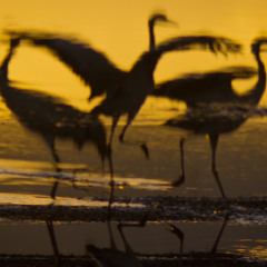 Echo Kid - Incandescent