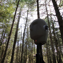 Limerick Woods - binaural forest soundscape