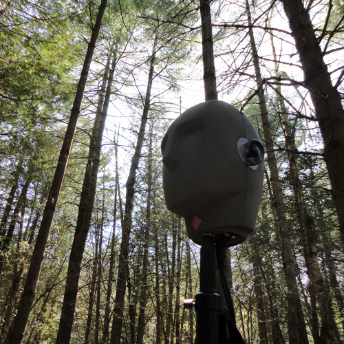Limerick Woods - binaural forest soundscape