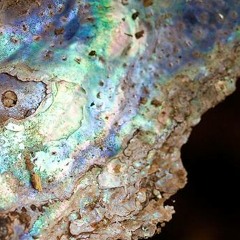 Ehnertia "Abalone Bracelets" Feat Lazerus Jackson