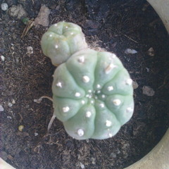 -PSYLOCYBOY-PSY COCCO'S