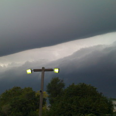 The Black Bear and Polar Bear Racial Conflict