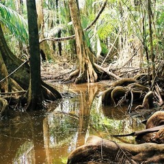 Necropsycho - Bioma do Pantano