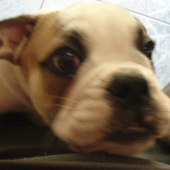 115 blip snoring bulldog