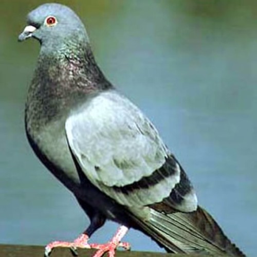 نوح الحمام تسجيل ايفون