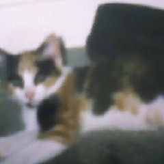 N-Word Scissorhands-Business Casual