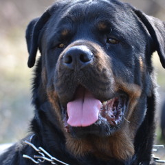 Dubstep madness (track by Rott)