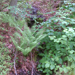 Rachel Carson National Refuge "run off"  at Rachel Carson National Wildlife Refuge
