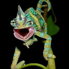 LESOtek - Camaeleon calyptratus