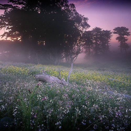 Spring Morning