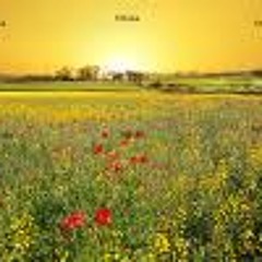 These fields again - mele