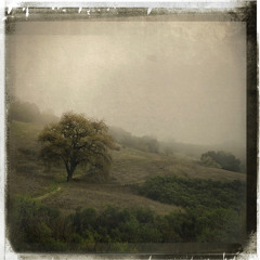 Rhian Sheehan - 1915