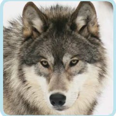 DJ Wolf - Without You (Electro Remix)