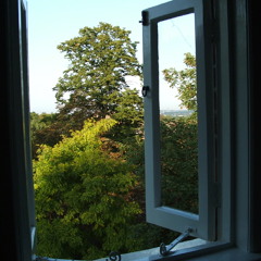 The Wind In My Tree