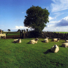 09 Wichita Lineman Was A Song I Once