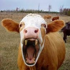 SubC - Talking Cow [Free Download!]