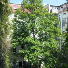 Freaky Bird Noises at Richard-Sorge-Strasse