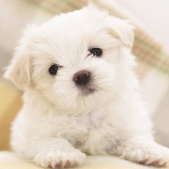 regine